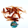 SQUID BAIT X20